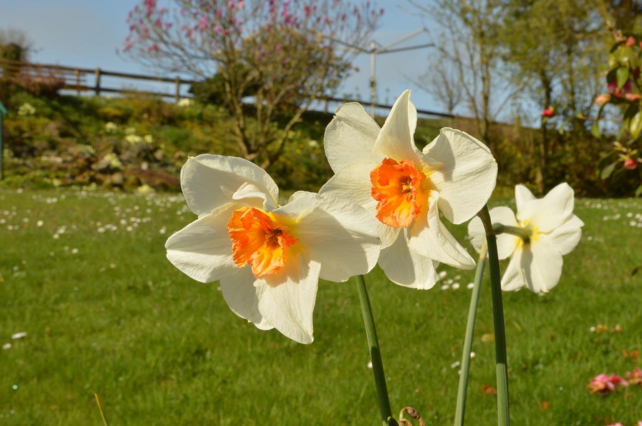 Bed and Breakfast Bryn Hebog Carmarthen Zewnętrze zdjęcie